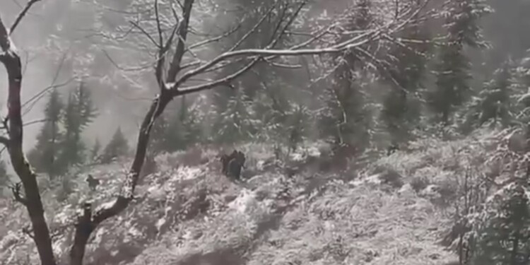 Several feared dead as passenger vehicle falls into gorge in North Kashmir
