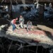 US allies warn Israel against ‘catastrophic’ operation in Gaza’s Rafah