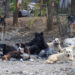 Stray dogs maul minor girl to death in Bijbehara
