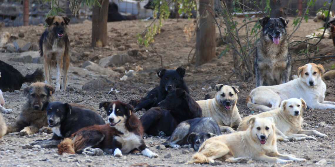 Stray dogs maul minor girl to death in Bijbehara