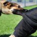Stray dogs maul minor girl to death in Bijbehara