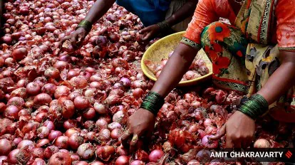 Govt extends ban on onion exports till further orders
