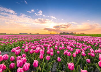 Srinagar’s Iconic Tulip Garden opens to public