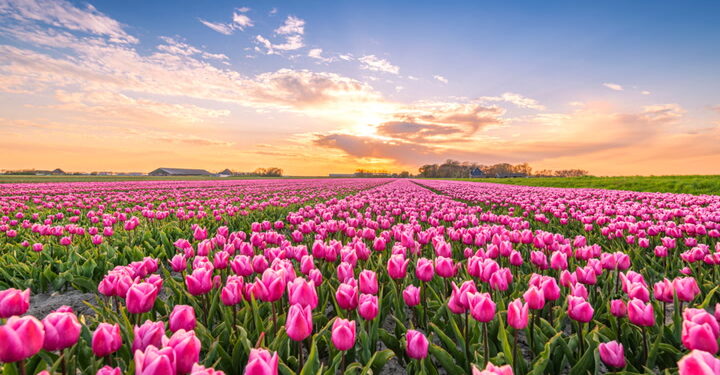 Srinagar’s Iconic Tulip Garden opens to public