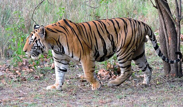 Man-eater leopard that killed 2 minor girls shot dead in..