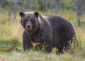 Two persons injured after attacked by bear in Anantnag