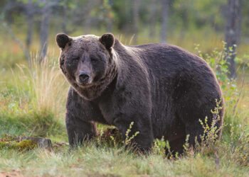 Two persons injured after attacked by bear in Anantnag