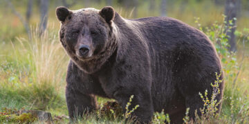 Two persons injured after attacked by bear in Anantnag