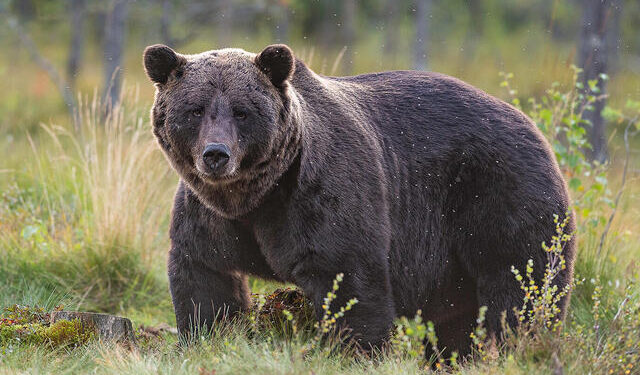 Two persons injured after attacked by bear in Anantnag