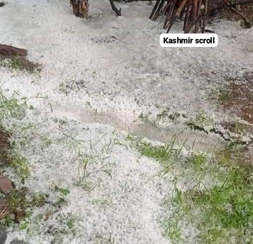 Heavy Hailstorm Ravages Multiple Villages in Shopian, Puts Apple Production On Stake