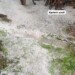 Heavy Hailstorm Ravages Multiple Villages in Shopian, Puts Apple Production On Stake