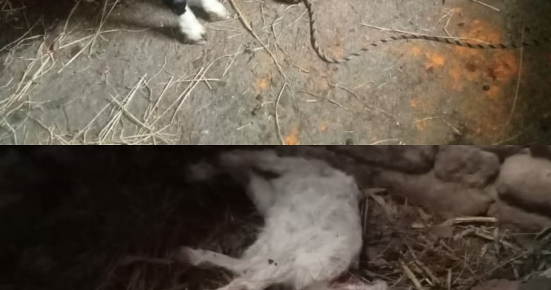 6 goats killed in bear attack in this area of North Kashmir