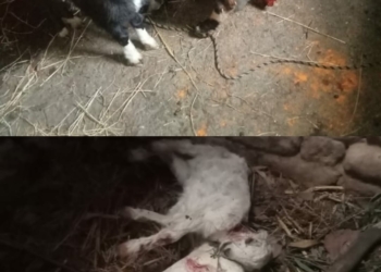 6 goats killed in bear attack in this area of North Kashmir