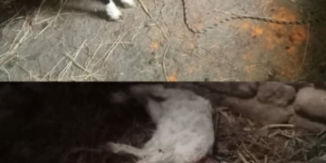 6 goats killed in bear attack in this area of North Kashmir