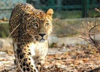 Leopard Sighting in Srinagar: Teams deployed at few schools as precautionary measure