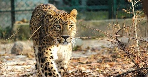 Leopard Sighting in Srinagar: Teams deployed at few schools as precautionary measure