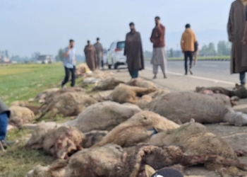Speedy tempo vehicle crushes 60 sheep to death, injures 40 in Kulgam