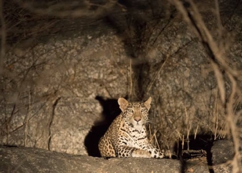 Leopard Killed After Attacking and Injuring Six People in Budgam