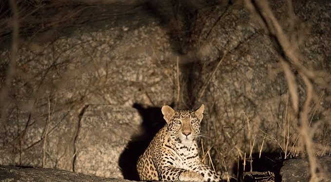 Leopard Killed After Attacking and Injuring Six People in Budgam