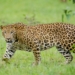 Wildlife Department Captures Man-eater Leopard in…