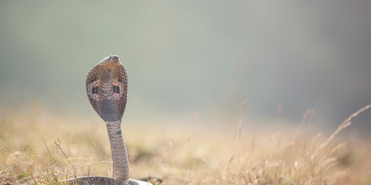 Man Gets Bitten By Snake at…