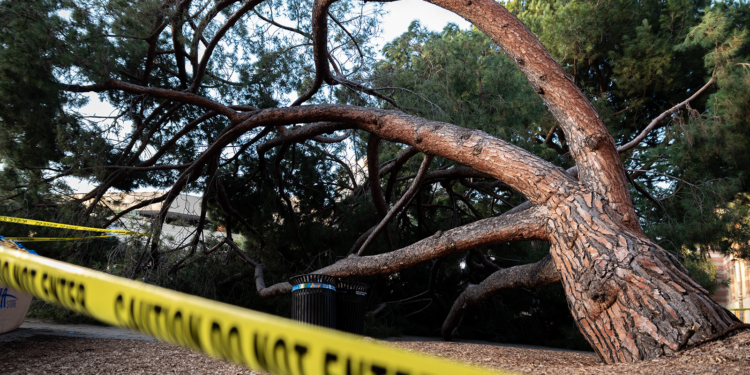 Lady dies after falling from tree in UT J&K