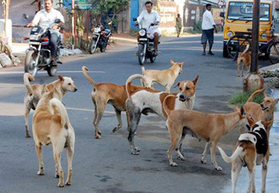 9 People Injured In Stray Dog Attack In….
