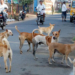 9 People Injured In Stray Dog Attack In….