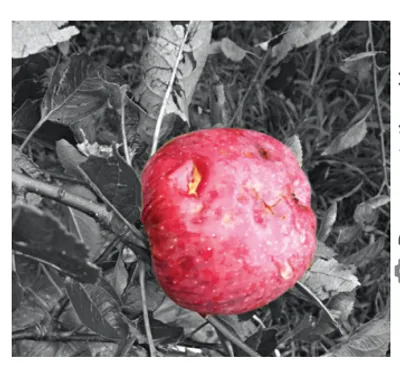 Hailstorm damages apple orchards in Shopian