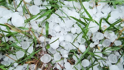Fruit Growers seek aid after hailstorm devastates apple crop in Shopian