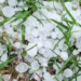 Fruit Growers seek aid after hailstorm devastates apple crop in Shopian