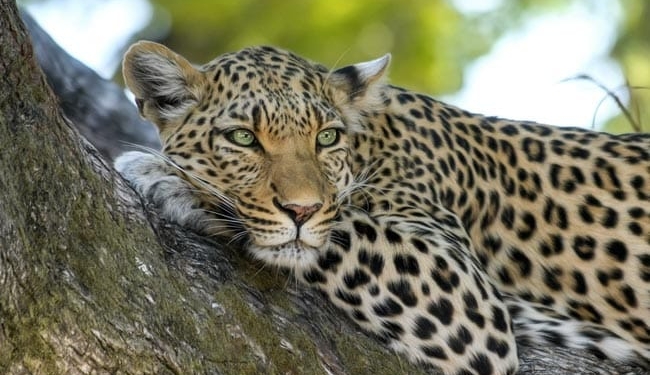 6-Year-Old Boy Mauled To Death By Leopard In…
