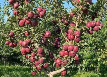 Unknown Miscreants Destroy 200 Apple Trees in…