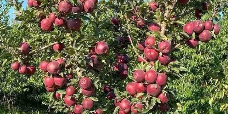 Unknown Miscreants Destroy 200 Apple Trees in…
