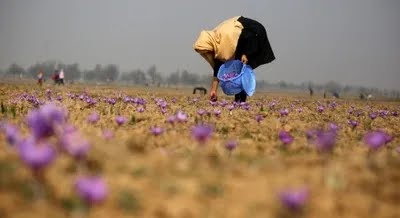 Saffron in peril: Kashmir’s golden harvest threatened by global warming