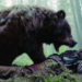 Man Injured in Bear Attack in UT J&K Hospitalised