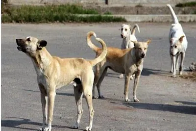 Minor girl mauled to death by stray dogs in UT J&K