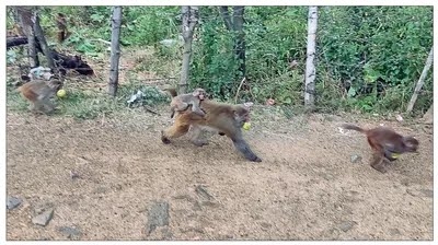 Monkeys wreak havoc in Bandipora villages