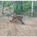 Monkeys wreak havoc in Bandipora villages
