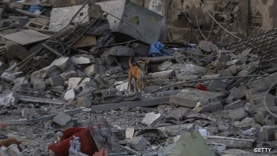 Stray Dogs Eat Bodies On Gaza Streets As Death Count Mounts To 42,400