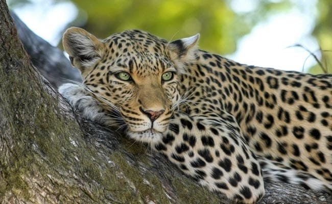Leopard Found Dead After Attack On Man In….