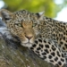 Leopard Found Dead After Attack On Man In….