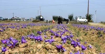 Red gold feat: Inspired by Kashmir, man grows saffron in his Indore house