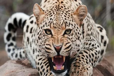 Minor killed in leopard attack in kashmir
