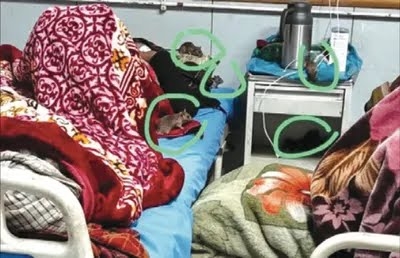 Hygiene hits rock bottom as rat infestation plagues GMC Anantnag
