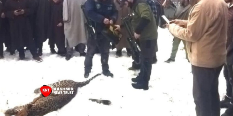 Locals kill leopard after it attacked people in Budgam village