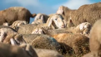 Over 100 sheep charred to death in blaze in Samba
