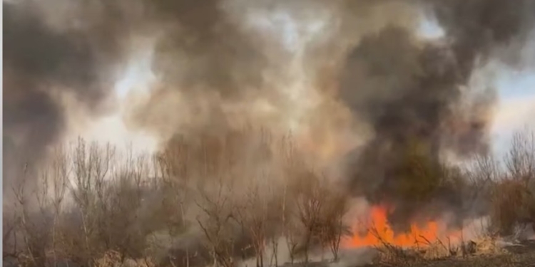 Dry Grass and Bushes Ignite in Brari Nambla, Srinagar, Flames Controlled After Hard Efforts