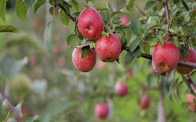 Favourable prices spur Kashmiri apple growers to sell their produce ahead of Ramadhan