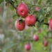Favourable prices spur Kashmiri apple growers to sell their produce ahead of Ramadhan